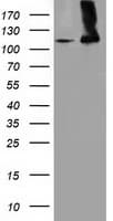 Monoclonal Mouse anti-Human MICAL1 / MICAL Antibody (clone OTI5C3, WB)