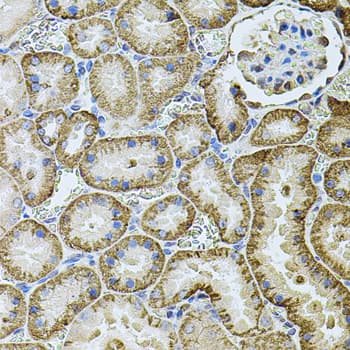 CDH16 / Cadherin 16 Antibody