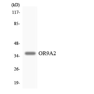 OR9A2 Antibody (aa250-299)