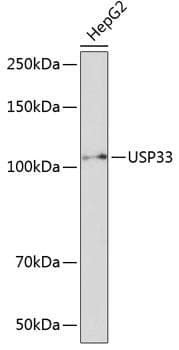 Polyclonal Rabbit anti-Human USP33 / VDU1 Antibody (IHC, IF, WB)