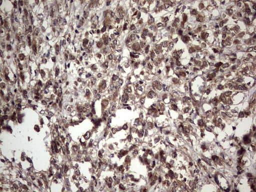 UFD1L Antibody (clone OTI8G6)