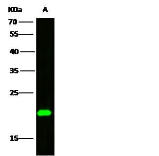 BID Antibody (Preservative Free)