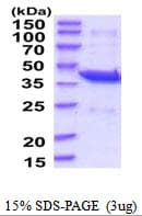 Human PAFAH2 Protein (Recombinant His)