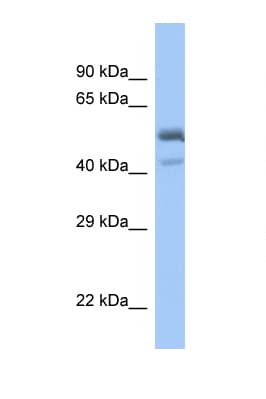 PDEF / SPDEF Antibody (C-Terminus)