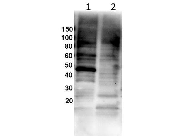 GATA1 Antibody