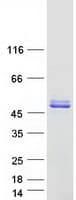 Human PRR5 Protein (Recombinant Myc-DDK (Flag))