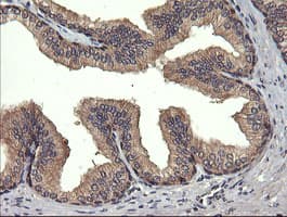 UBE2G2 Antibody (clone OTI5F1)