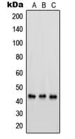 PSMC6 Antibody (Internal)