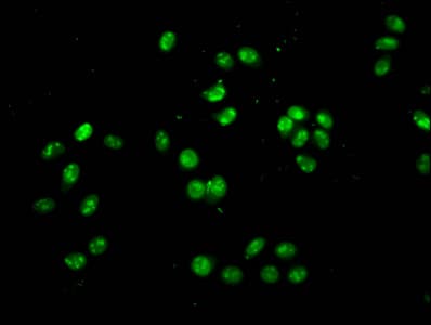 HIST1H4I Antibody