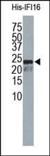 IFI16 Antibody