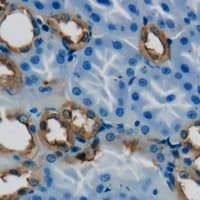 ELMO3 Antibody