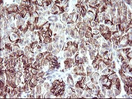 RASSF8 Antibody (clone OTI1F5)