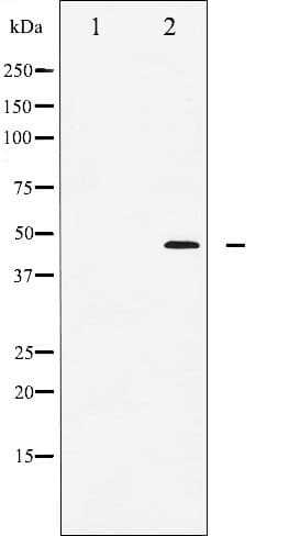 FOXP3 Antibody