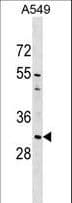 IHC-plus™ AQP1 / Aquaporin 1 Antibody (aa241-269)