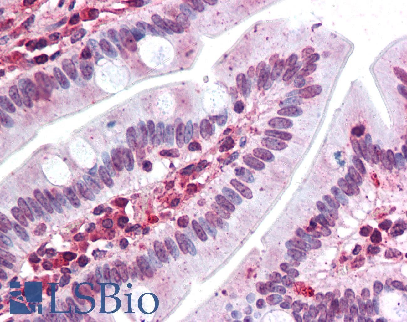 IHC-plus™ EMB/ Embigin Antibody (Internal)