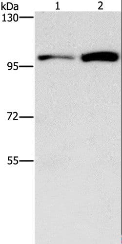 Polyclonal Rabbit anti-Human CDC27 Antibody (IHC, WB)