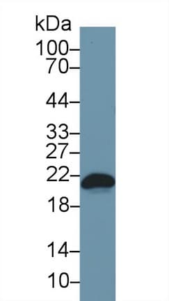 BAX Antibody (aa1-192)