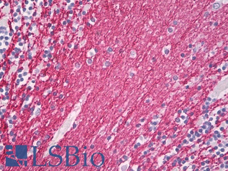 IHC-plus™ MBP / Myelin Basic Protein Antibody (clone 7D2)