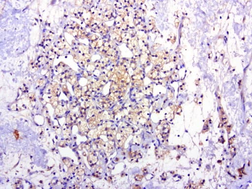 c-Met Antibody (aa570-885, clone UMAB190)