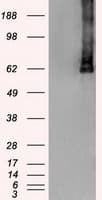 PLK1 / PLK-1 Antibody (clone OTI8C12)