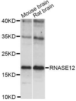 RNASE12 Antibody