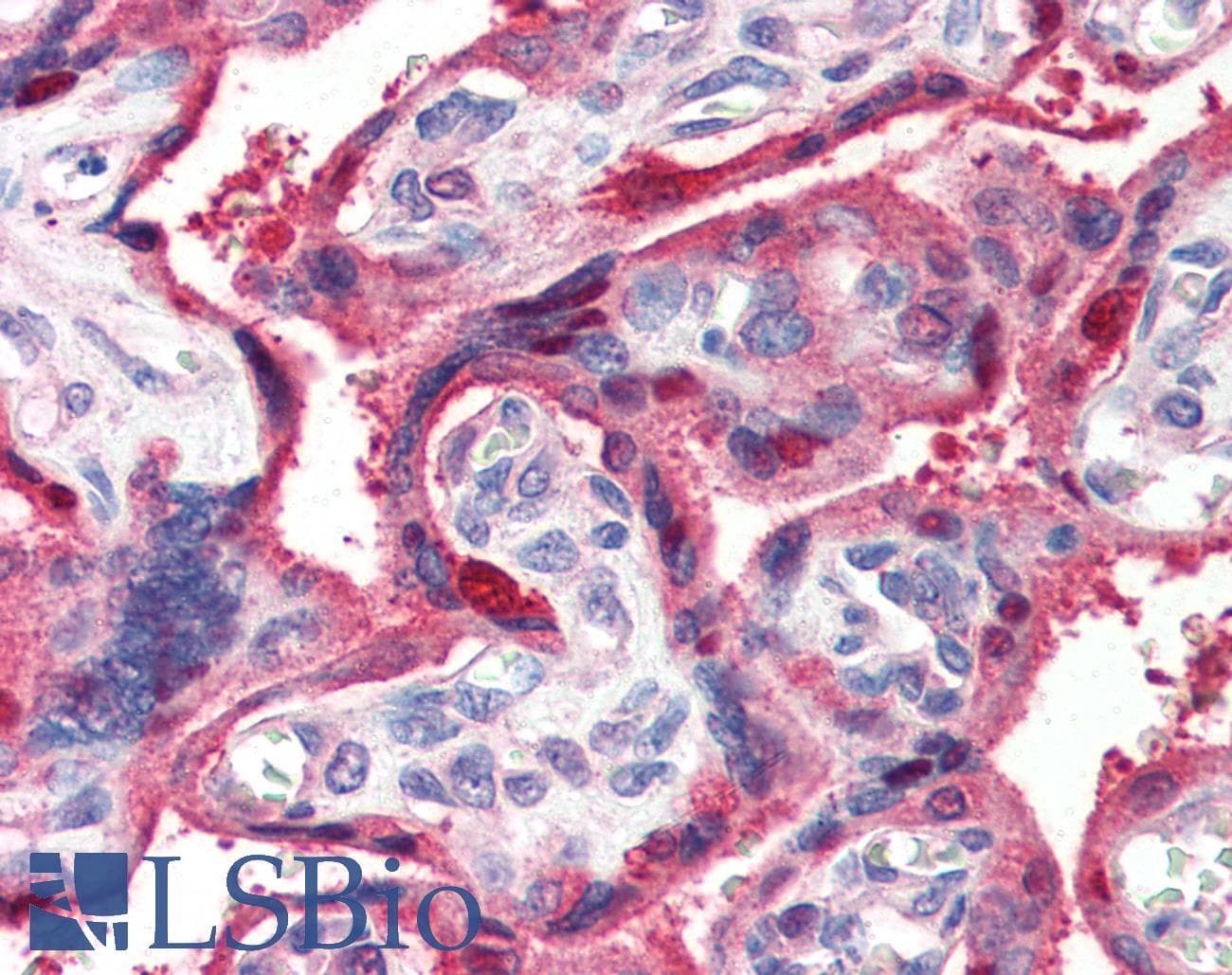 IHC-plus™ Polyclonal Goat anti-Human GHRL / Ghrelin Preproprotein Antibody (aa103-117, IHC)