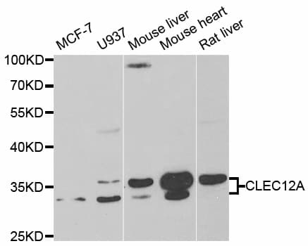 CLEC12A / CD371 Antibody