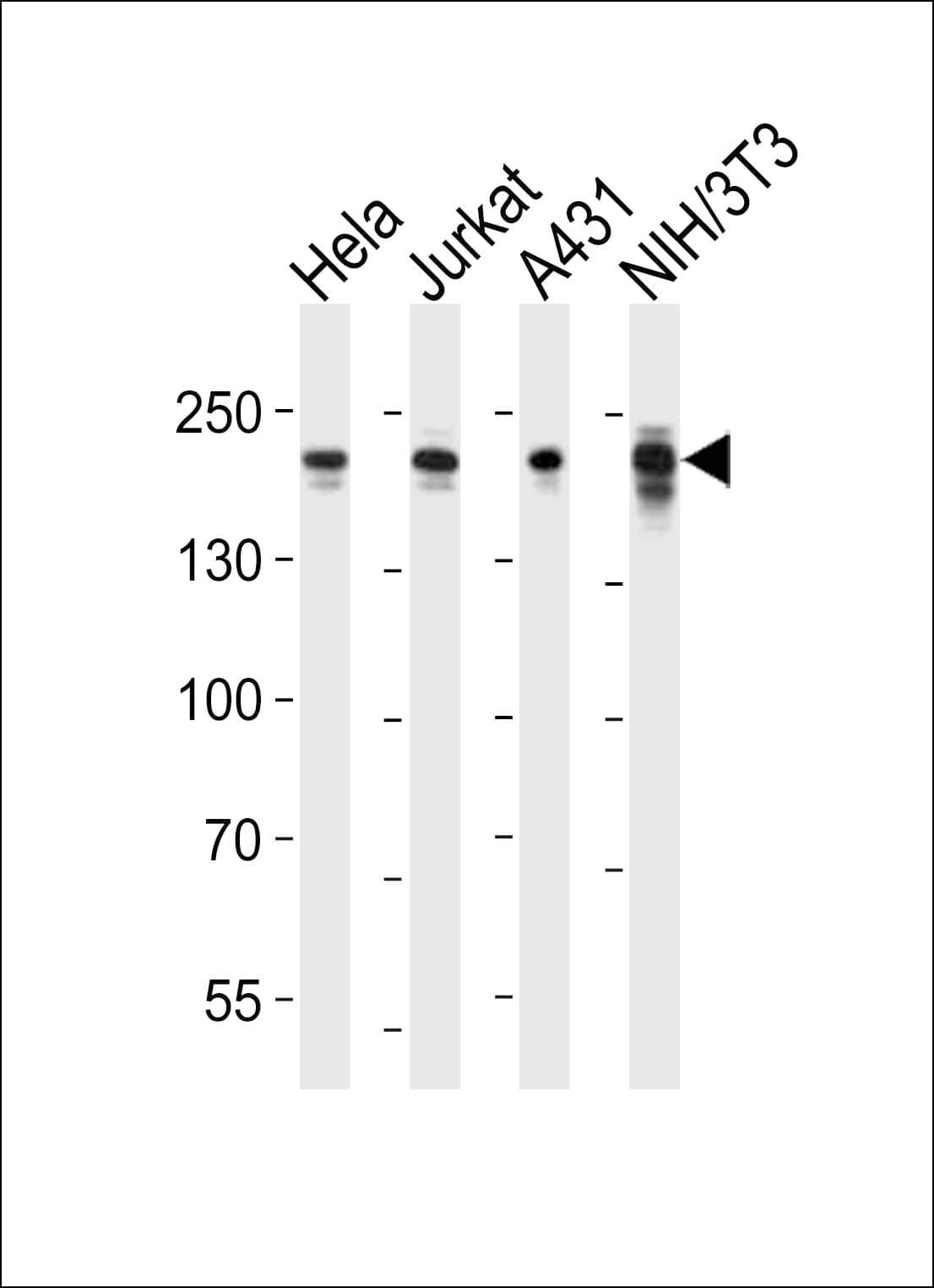 EHMT2 / G9A Antibody (aa361-395)