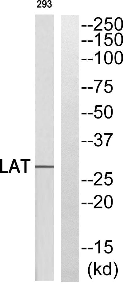 LAT Antibody (p255)