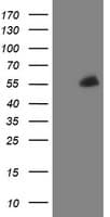 PHF7 Antibody (aa155-381, clone OTI1B4, Carrier-free)