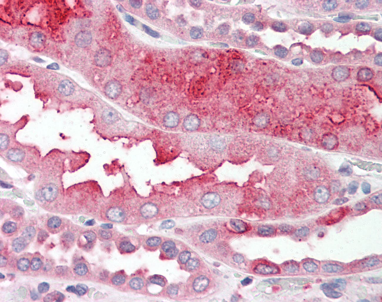 IHC-plus™ DHRS7 Antibody (C-Terminus)