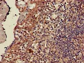 CD247 / CD3 Zeta Antibody