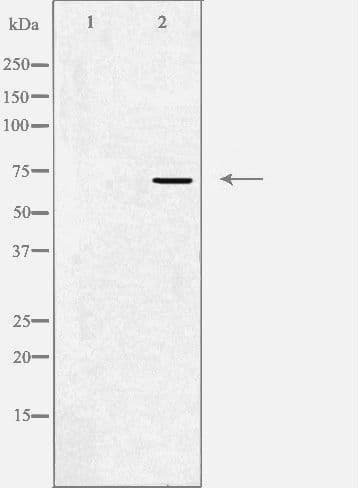 KCND1 / Kv4.1 Antibody