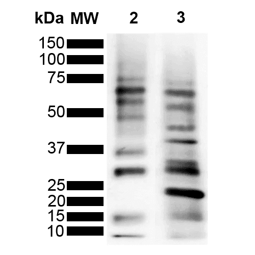 Ubiquitin Antibody (clone MGL3R, Atto 390)