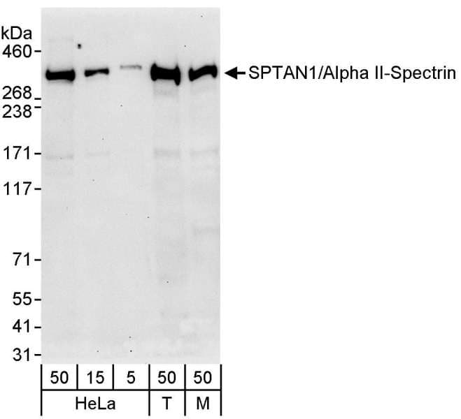 SPTAN1 / Alpha Fodrin Antibody (aa1000-1050)