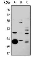 HNRNPCL1 Antibody