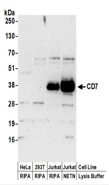 CD7 Antibody (aa190-240)
