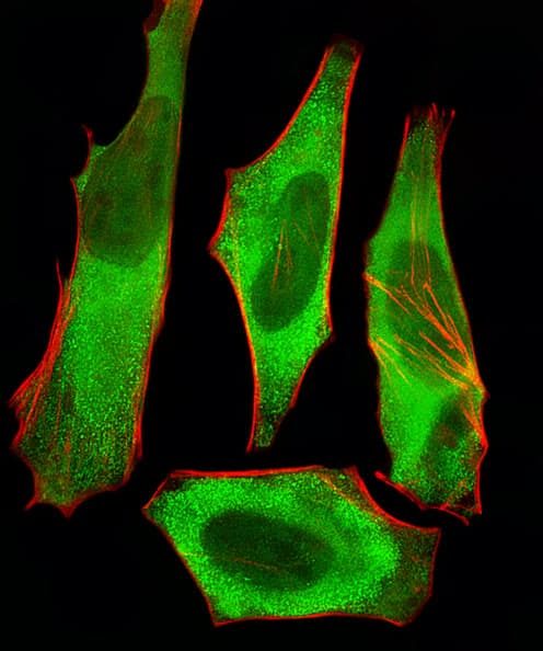 XAF1 Antibody (aa235-269)