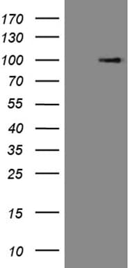 C1orf106 Antibody (aa1-270, clone OTI14A10)