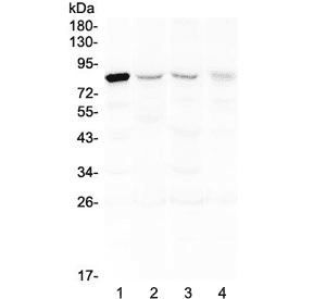 POLI Antibody