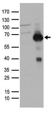 CBFA1 / RUNX2 Antibody