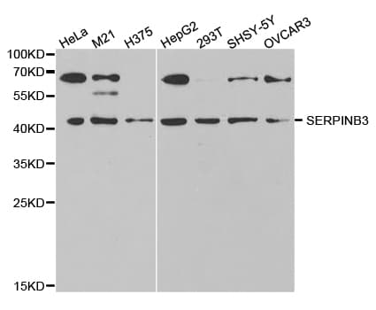 SERPINB3 Antibody