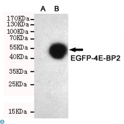 4E-BP2 / EIF4EBP2 Antibody