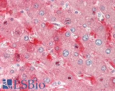 ALDH1L1 Antibody (clone 1H6, Carrier-free)