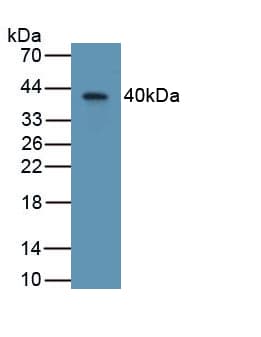 WNT5A Antibody (aa62-381)