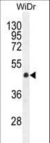 MLZE Antibody (aa218-246)