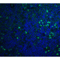 S1PR1 / EDG1 / S1P1 Antibody