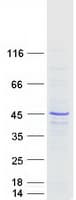 Human RALY Protein (Recombinant Myc-DDK (Flag))