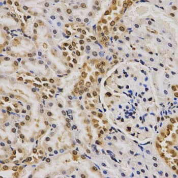 Polyclonal Rabbit anti-Human Histone H4 Antibody (Asym-Di-Methyl-Arg3, IHC, IF, WB)