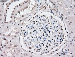 PPP5C Antibody (clone OTI6F1, Carrier-free)